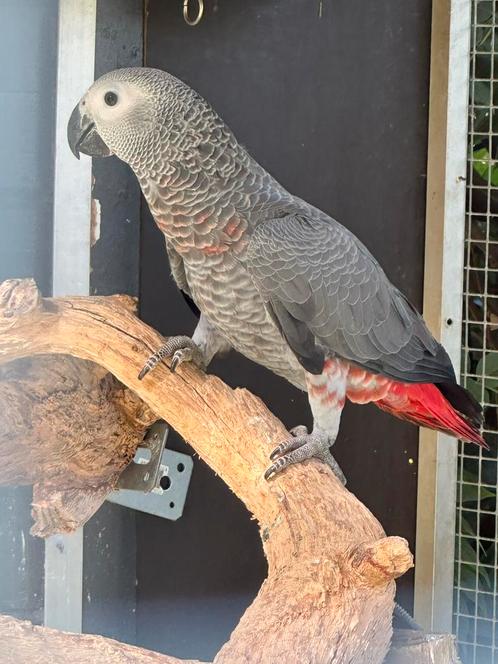 2-0 jonge grijze roodstaarten ‘25 (1 met extra rood), Dieren en Toebehoren, Vogels | Parkieten en Papegaaien, Papegaai, Mannelijk