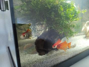 Vissen opvang  beschikbaar voor biedingen