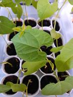 Gele sperzieboonplantjes - 3 voor €2,50 - moestuin, Tuin en Terras, Planten | Tuinplanten, Zomer, Ophalen of Verzenden, Groenteplanten