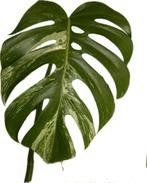 Monstera Deliciosa Variegata, Huis en Inrichting, Kamerplanten, Ophalen