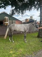 4 jarige colorit, Dieren en Toebehoren, Paarden, Ruin, 3 tot 6 jaar
