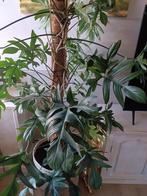 Philodendron te koop, Huis en Inrichting, Kamerplanten, Overige soorten, Minder dan 100 cm, Halfschaduw, Ophalen