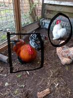 Cochin hanen (2 stuks), Dieren en Toebehoren, Pluimvee, Mannelijk, Kip