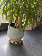 Yucca met pot, Ophalen, Minder dan 100 cm