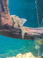Te koop 2x collar zebra pleco L287 zie foto's, Dieren en Toebehoren, Vis, Zoetwatervis