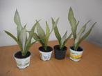 sanseveria moonshine lichte blad soort, Huis en Inrichting, Overige soorten, In pot, Minder dan 100 cm, Halfschaduw