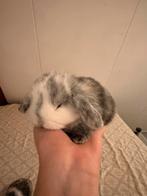 Baby mannetje konijn, Dieren en Toebehoren, Konijnen, Mannelijk, Dwerg, Hangoor, 0 tot 2 jaar