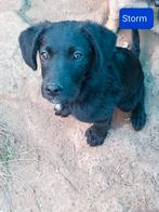 7 lieve sociale hondjes ter adoptie!, Rabiës (hondsdolheid), 15 weken tot 1 jaar, Buitenland, Meerdere