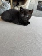 Britse korthaar poesjes, Dieren en Toebehoren, Katten en Kittens | Raskatten | Korthaar, Poes, Ontwormd