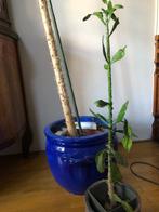 Brasiliopuntia brasiliensis – bijzondere cactus te koop!, Cactus, Minder dan 100 cm, Groene kamerplant, Halfschaduw