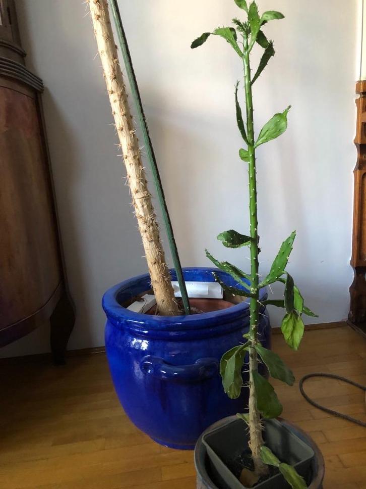 Brasiliopuntia brasiliensis – bijzondere cactus te koop!, Huis en Inrichting, Kamerplanten, Cactus, Minder dan 100 cm, Groene kamerplant