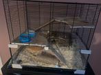 Hamster met kooi, Dieren en Toebehoren, Hamster, Juni, Mannelijk, Tam