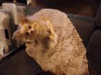 Lieve Pomchi  2 jaar., Dieren en Toebehoren, Honden | Chihuahua's en Gezelschapshonden, Overige rassen, 1 tot 2 jaar, Teef, Eén hond