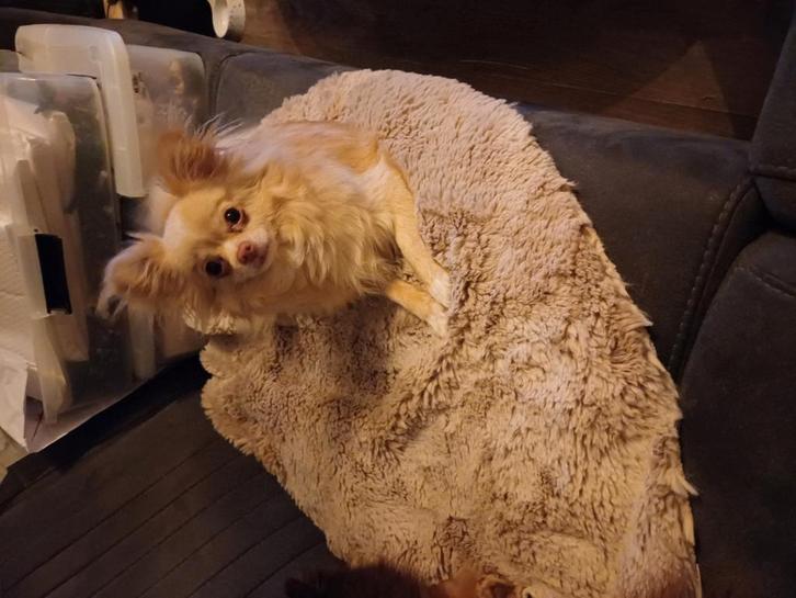Lieve Pomchi  2 jaar., Dieren en Toebehoren, Honden | Chihuahua's en Gezelschapshonden, Teef, Overige rassen, Particulier, Eén hond