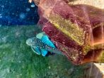 L128 blue phantom wildvang ( eigen foto’s ) 8-10 cm, Dieren en Toebehoren, Vis