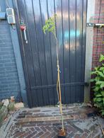 Albizia Julibrissin Perzische Slaapboom ca 130cm, Tuin en Terras, Planten | Bomen, Ophalen, Volle zon, Overige soorten, Minder dan 100 cm
