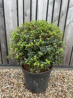 Osmanthus burkwoodii schijnhulst bolvormen tot 150 cm., Ophalen, Overige soorten, Struik, Minder dan 100 cm