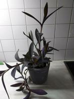 Tradescantia, Huis en Inrichting, Kamerplanten, Overige soorten, In pot, Minder dan 100 cm, Groene kamerplant