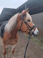 Knappe leuke lieve haflinger!!, Dieren en Toebehoren, 7 tot 10 jaar, Recreatiepony, Merrie, Gechipt
