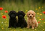3 Multigen labradoodle reu puppy's zie Instagram💙🩵💙, Dieren en Toebehoren, Honden | Retrievers, Spaniëls en Waterhonden, Overige rassen