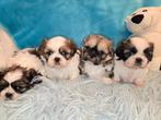 Prachtige Shih Tzu pups, Dieren en Toebehoren, Rabiës (hondsdolheid), Overige rassen, 8 tot 15 weken, Meerdere