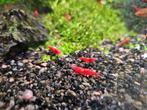 Fire red cherry vuurgarnaaltjes. Neocaridina, Dieren en Toebehoren, Vissen | Aquariumvissen, Kreeft, Krab of Garnaal