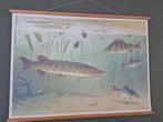 imitatie schoolplaat in goede staat, Antiek en Kunst, Ophalen of Verzenden, Natuur en Biologie