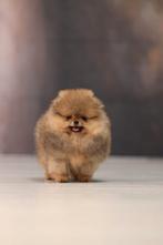 Pomeriaan pup reutje Orange Bear type – te reserveren, Keeshond, Reu, 8 tot 15 weken, Buitenland