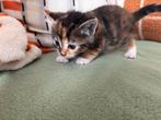 Kittens, Dieren en Toebehoren, Katten en Kittens | Overige Katten, Meerdere dieren, Kortharig, 0 tot 2 jaar