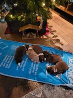 Bordercollie pups, CDV (hondenziekte), Collie, Meerdere, Meerdere dieren