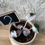 Alocasia balloon heart pink variegata, Ophalen of Verzenden, Halfschaduw, Minder dan 100 cm