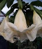 Brugmansia Nicoline, Volle zon, Vaste plant, Zomer, Ophalen