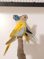 Splendid parkiet poppen 2025 Limburg België, Dieren en Toebehoren, Vogels | Parkieten en Papegaaien, Vrouwelijk, Parkiet, Geringd