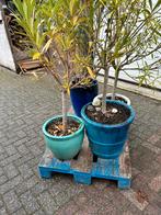 planten met bloembak, Ophalen, Halfschaduw, In pot, Minder dan 100 cm