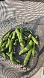 Tuinbonen zaden Driemaal wit - Biologisch 15 zaden voor € 1, Ophalen of Verzenden, Volle zon