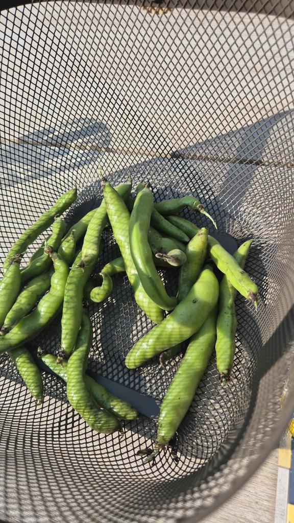 Tuinbonen zaden Driemaal wit - Biologisch 15 zaden voor € 1, Tuin en Terras, Bloembollen en Zaden, Volle zon, Ophalen of Verzenden