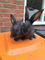 Raszuivere vlaamse reuzen te koop, zwart van kleur!!, Dieren en Toebehoren, Konijnen, Meerdere dieren, Groot