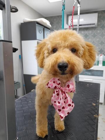 Toy poedel pup zoekt een warm thuis toypoedel puppy beschikbaar voor biedingen