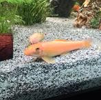 Gyrinocheilus aymonieri gold, Dieren en Toebehoren, Vissen | Aquariumvissen, Vis