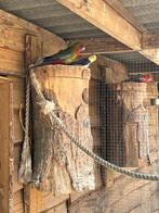 Rosella jongen, Geslacht onbekend, Parkiet