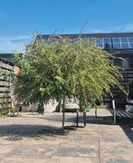 Boom bonte wilg, Tuin en Terras, Planten | Bomen, Ophalen of Verzenden, Volle zon, Overige soorten