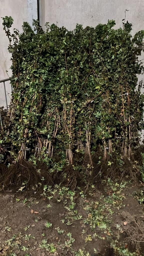 Bos- en haagplantsoen Zie omschrijving, Tuin en Terras, Ophalen, Overige soorten, Struik, 100 tot 250 cm