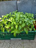 1€ Biber Fide fidan Tatlı aci kılıç  süs komkommer Aubergin, Volle zon, Groenteplanten, Eenjarig, Ophalen of Verzenden