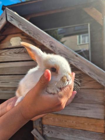 Baby dwergkonijnen rammetjes beschikbaar voor biedingen