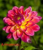 Verschillende soorten Dahlia knollen, Tuin en Terras, Bloembollen en Zaden, Ophalen of Verzenden, Voorjaar, Volle zon, Knol
