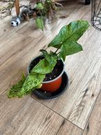 Syngonium mottled mojito, Huis en Inrichting, Kamerplanten, Ophalen of Verzenden, Halfschaduw, Minder dan 100 cm