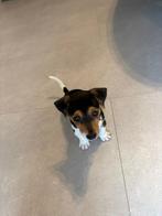 JACK RUSSEL PUP, Dieren en Toebehoren, Honden | Jack Russells en Terriërs, Jack Russell Terriër, Reu, 8 tot 15 weken, CDV (hondenziekte)