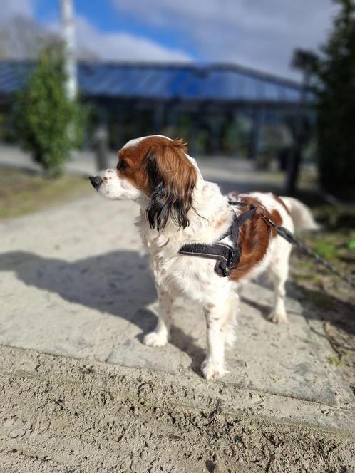Lieve Kooiker zoekt een nieuw baasje!, Dieren en Toebehoren, Honden | Retrievers, Spaniëls en Waterhonden, Reu, Overige rassen