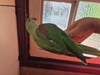 Grote Alexanderparkiet, Dieren en Toebehoren, Vogels | Parkieten en Papegaaien, Mannelijk, Papegaai, Geringd