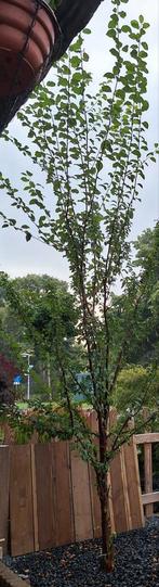 Pruim,peer en appel boompjes, Tuin en Terras, Planten | Fruitbomen, Ophalen, 100 tot 250 cm, Volle zon, Zomer